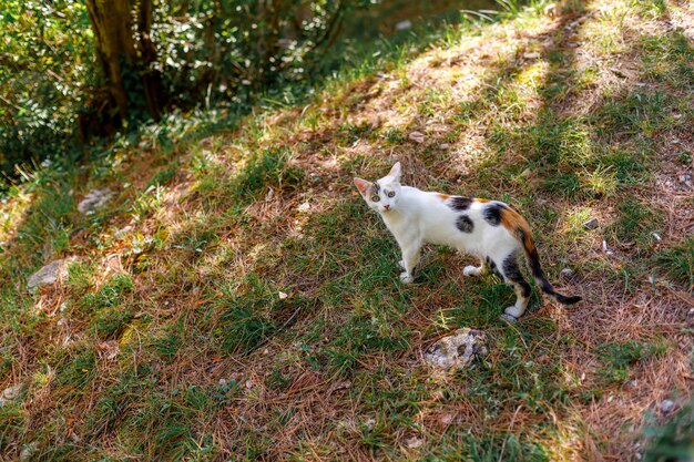 Straat witte kat staren in de camera