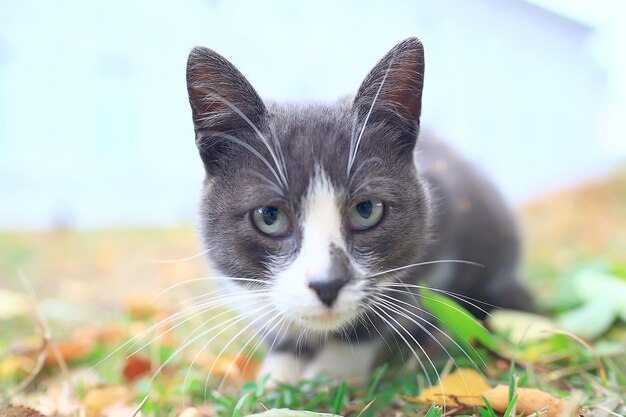 straatkat / eenzame kat die buiten zit, huisdier, verdwaald