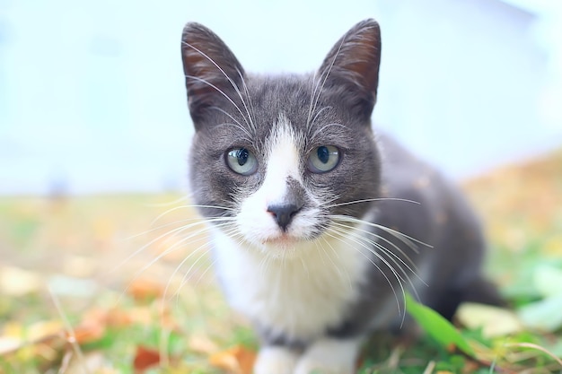 straatkat / eenzame kat die buiten zit, huisdier, verdwaald