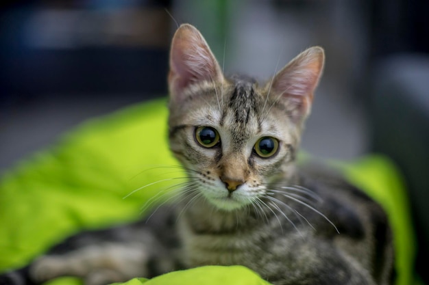 straatkat geadopteerd door een gezin, kitten ongeveer 3 maanden oud