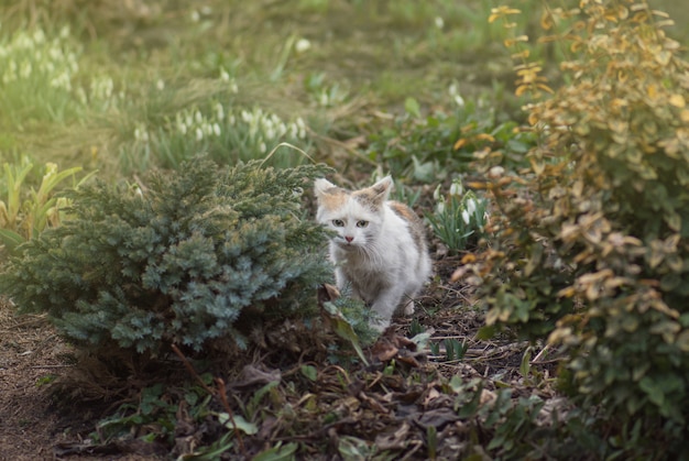 Straatkat in de zonnige dag