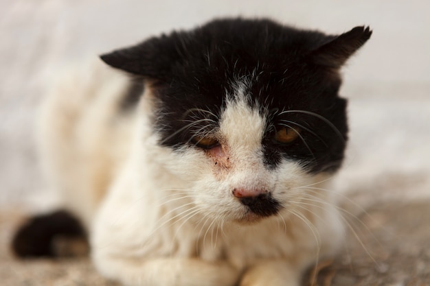 Straatkat met een gewond oog