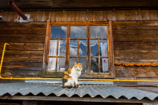 Straatkat op een dak in het dorp