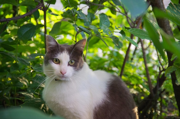 Straatkat zit in het gras