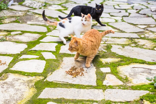 Straatkatten die voedsel eten - Concept dakloze dieren.