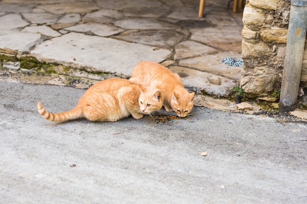 Straatkatten die voedsel eten - Concept dakloze dieren.