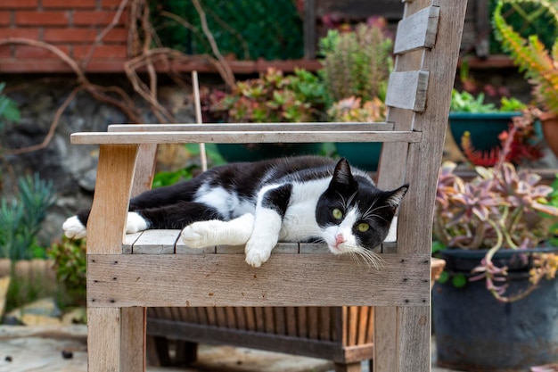 Straatkatten in de tuin.