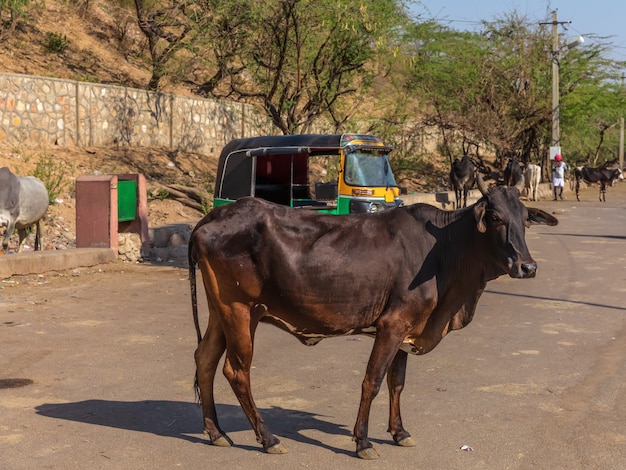 Straatkoe in India in de buurt van de tuc tuc, Jaipur.