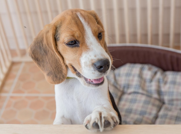 Straf stoute puppy Door opgesloten in een kooi