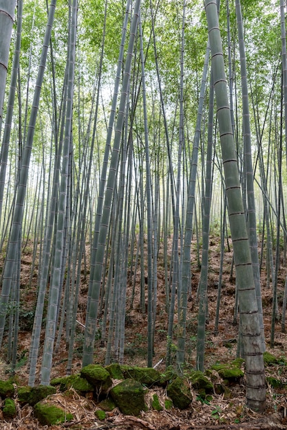 Straight bamboo in the bamboo forest