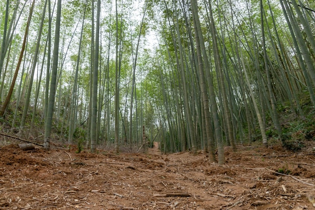 Straight bamboo in the bamboo forest