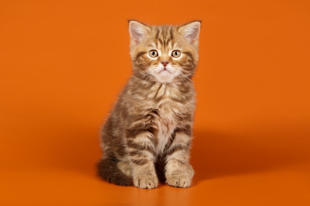 straight cat on colored backgrounds