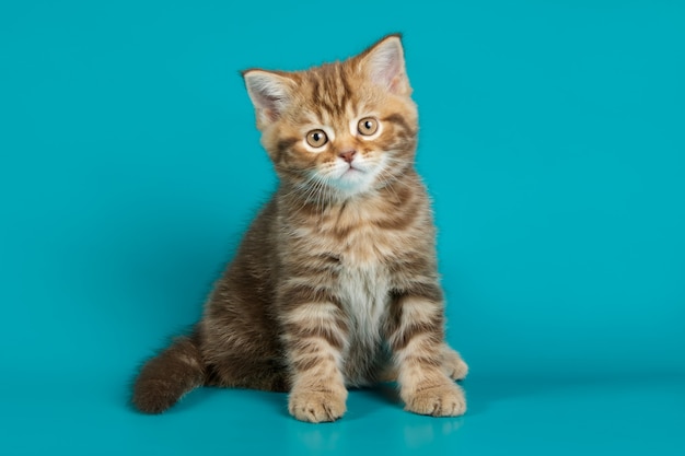 straight cat on colored backgrounds