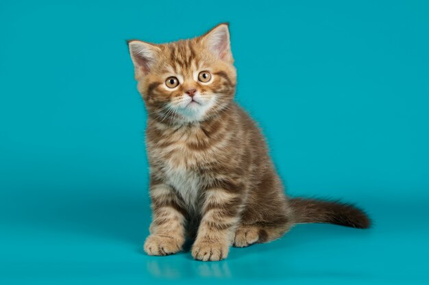 straight cat on colored backgrounds