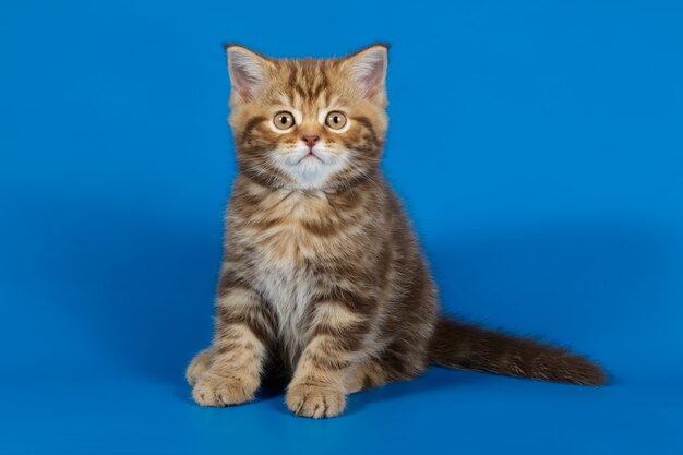 straight cat on colored backgrounds