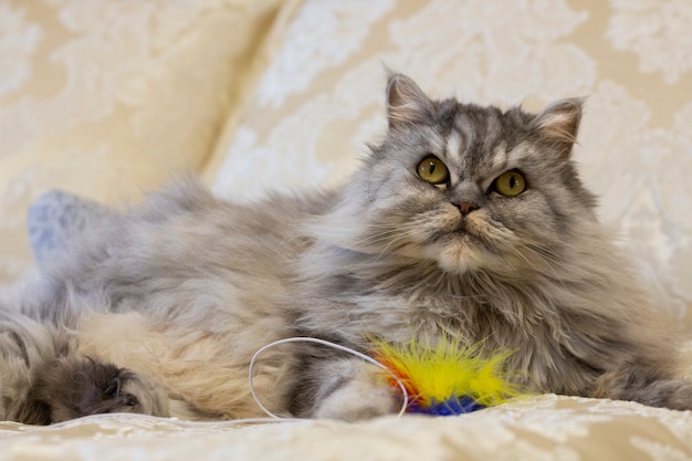 Il gatto dritto delle highland si trova sul letto con un giocattolo e guarda in alto