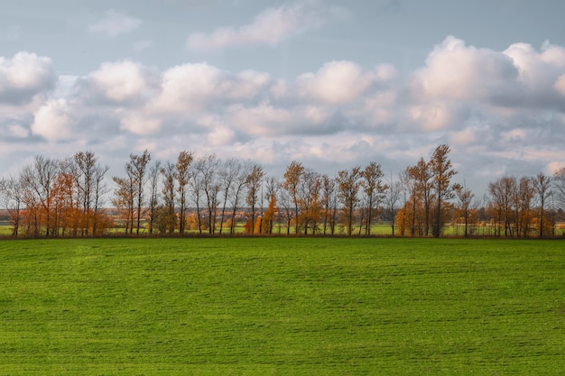 A straight line of trees in an autumn field.