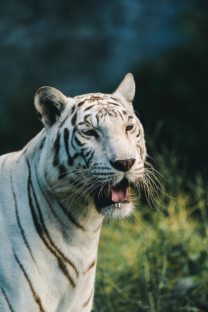 A straight photograph of a tiger looking at the photographer