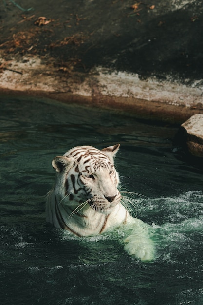 A straight photograph of a tiger looking at the photographer