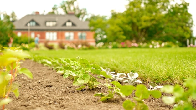 Straight rows of green and purple plants growing on huge farm field with farmhouse on background