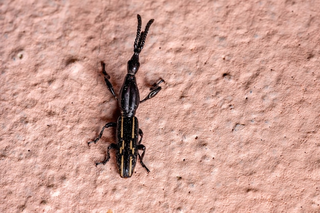 Straight-snouted Weevil of the Genus Brentus