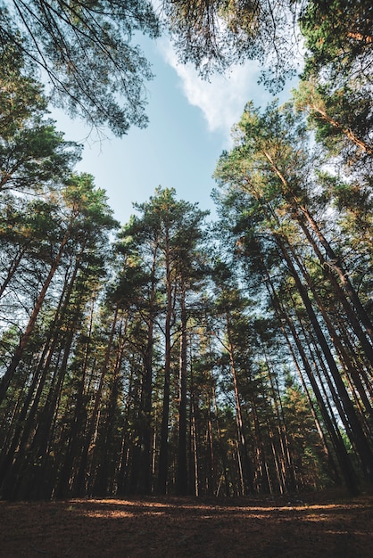 열린 하늘 아래 키 큰 소나무의 직선 줄기.