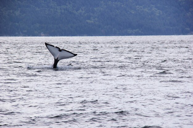 写真 ジョージア海峡 カナダ