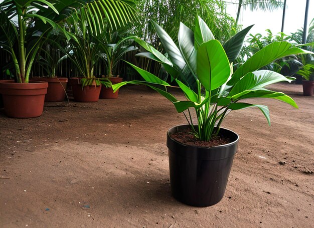 Strak schot van Baby Rubber Plant Geïsoleerde verse rubberplant in pot op een witte achtergrond