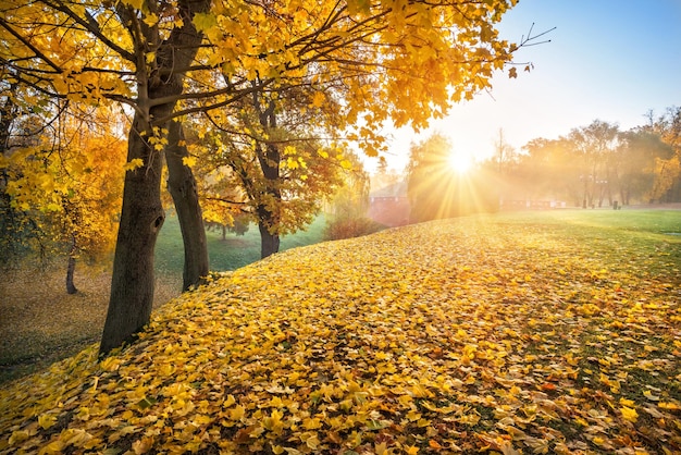 Stralen van de zon door gouden herfstbladeren aan bomen in het Tsaritsyno-park in Moskou