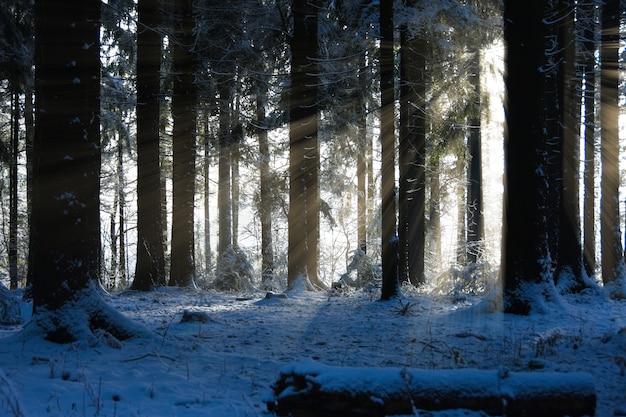 Stralen van de zon in het bos van de winter