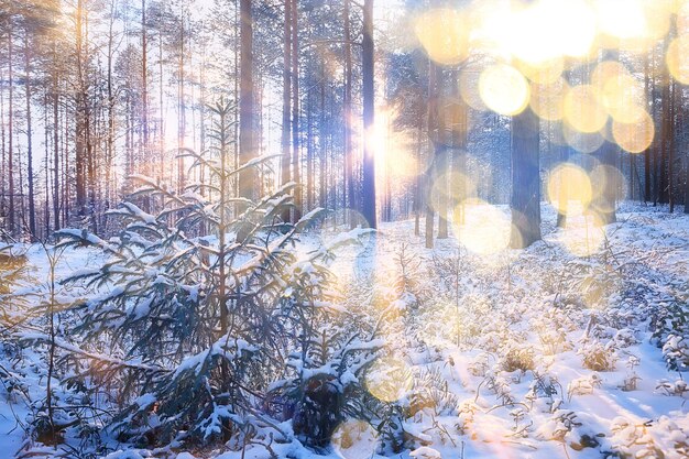 stralen van de zon landschap winterbos, gloed landschap in een prachtig besneeuwd bos seizoensgebonden panorama van de winter