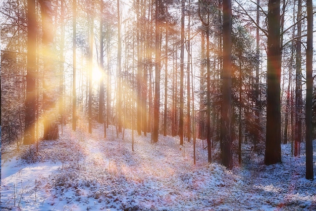 stralen van de zon landschap winterbos, gloed landschap in een prachtig besneeuwd bos seizoensgebonden panorama van de winter