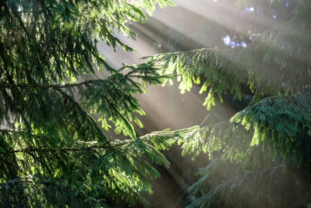 Stralen van de zon schijnen door de bomen in het prachtige bos. Zoals in sprookjes. Kom tot rust.