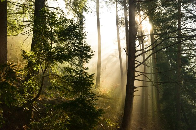 Stralen van prachtig zonlicht in een mistig mistig bos met warme, levendige kleuren in de lente West Tatra