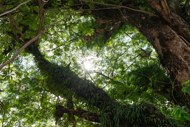 Foto stralen van zonlicht die door bomen vallen, creëren een betoverende sfeer in een fris groen bos.