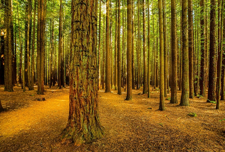 Foto stralen zonlicht schijnen door de bomen in het redwoodforest in rotorua