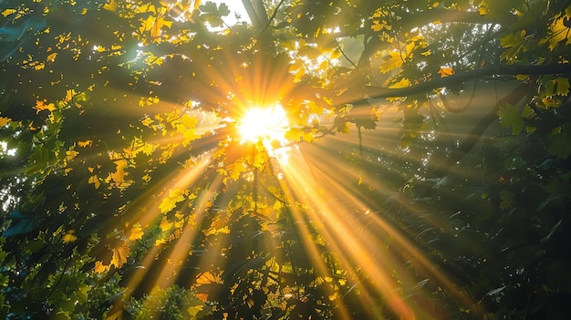 Foto stralende curven die de zonnestralen weerspiegelen die door de boomkransen schijnen