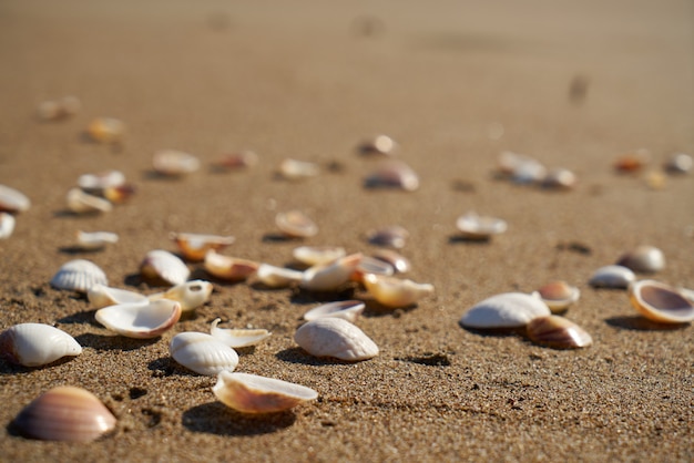 Strand detail achtergrond