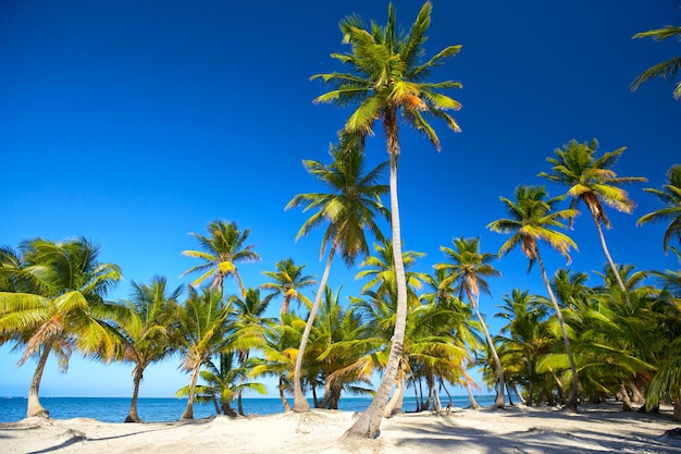 Strand en palmen