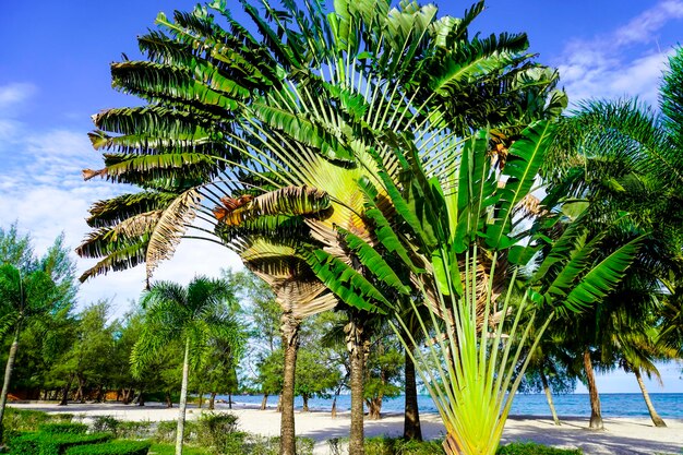 Strand in Sihanoukville Palmbomen en blauwe zee