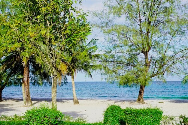 Strand in Sihanoukville Palmbomen en blauwe zee