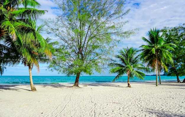 Strand in Sihanoukville Palmbomen en blauwe zee