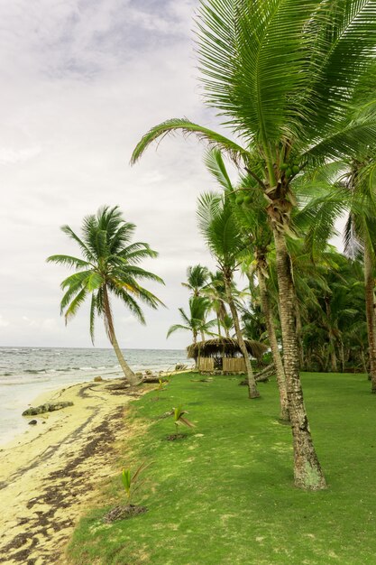 Strand met palmbomen