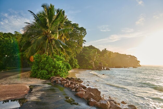 Strand met palmboom en rotsenlandschap