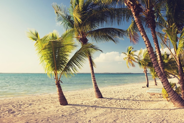 strand, natuur, zee, zomer en vrije tijd concept - tropisch strand met palmbomen