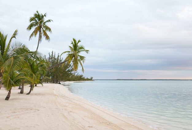 strand, natuur, zee, zomer en vrije tijd concept - tropisch strand met palmbomen