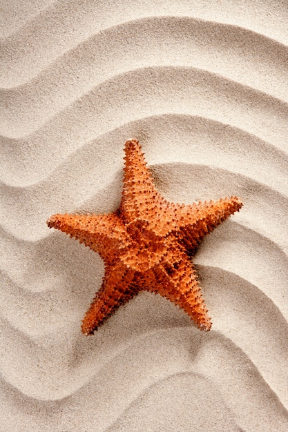 strand witte golvende zand zeester zomervakantie