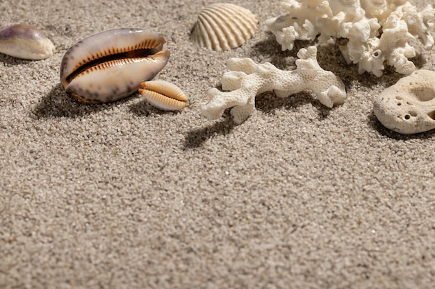 Strand zomervakantie achtergrond met schelpen en zand Closeup kopie ruimte