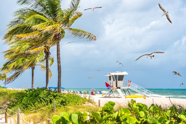 Strandboulevard met palmbomen op een zonnige dag in fort lauderdale met meeuwen