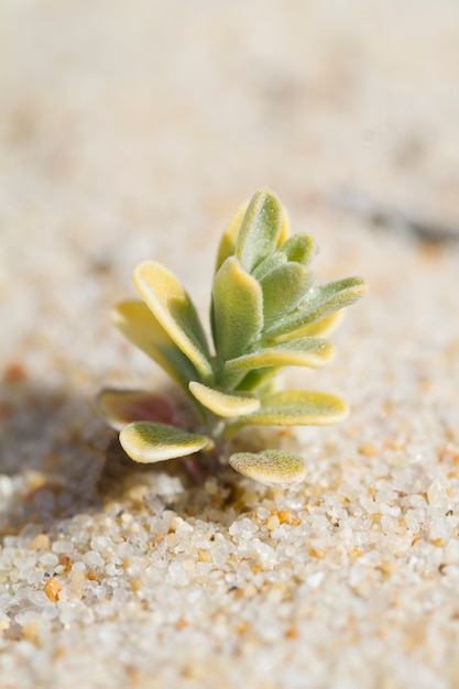 Strandduinflora